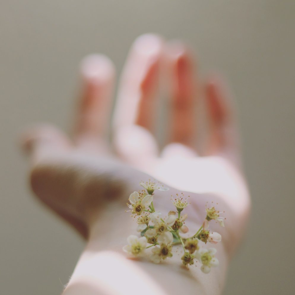 An open hand holding small white flowers